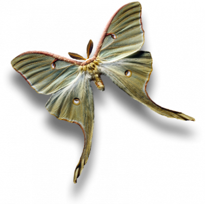 Luna Moth