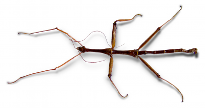 Stick bug
