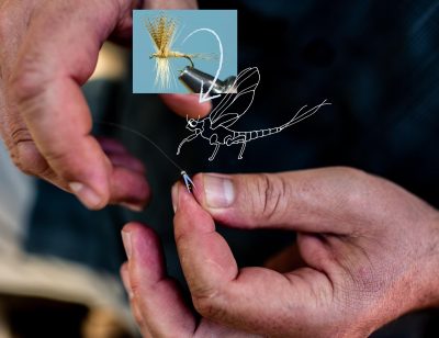 Close up of hands with a fly fishing lure and a line drawing of an insect