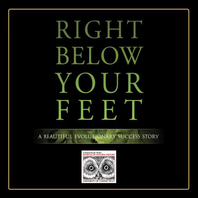 Graphic for opening of Right Below Your Feet